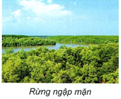 Hình minh họa câu hỏi